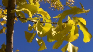 hojas Gingko Biloba